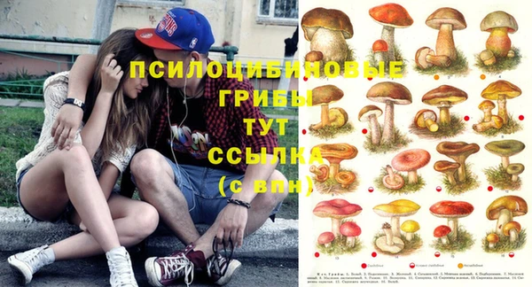 стафф Алзамай